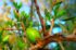 Argan Oil Benefits