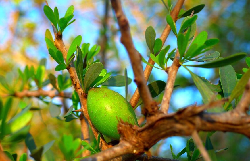 Argan Oil Benefits